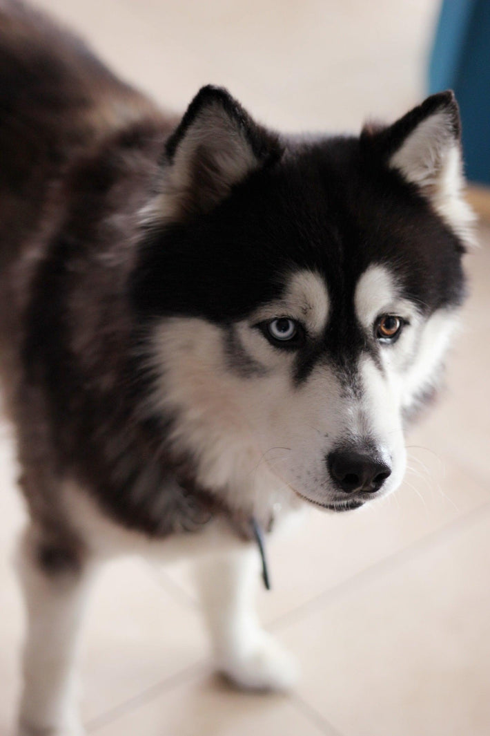 Coping with the Loss of a pet dog - Reiki Lunas Shop